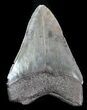 Fossil Megalodon Tooth - Serrated Blade #76552-2